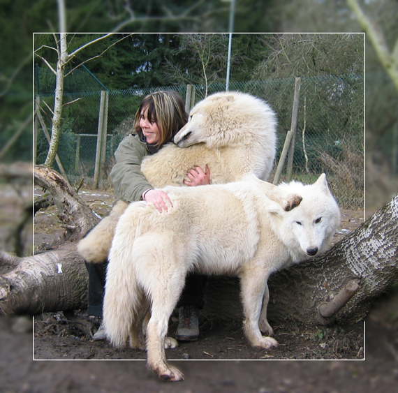 Polarwölfe Okami und Alaska